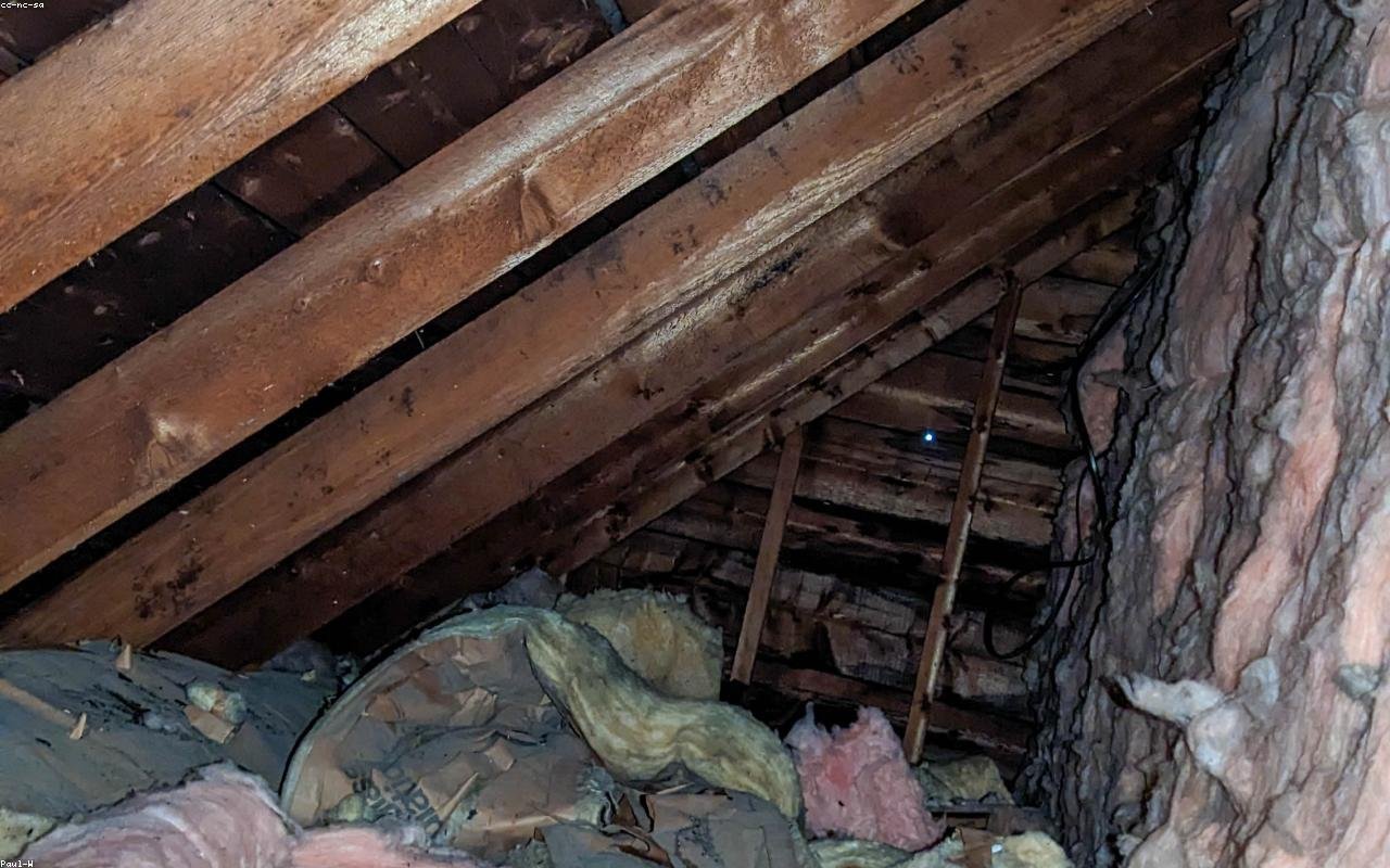 attic and crawl-space rodent cleanup in Gresham, OR